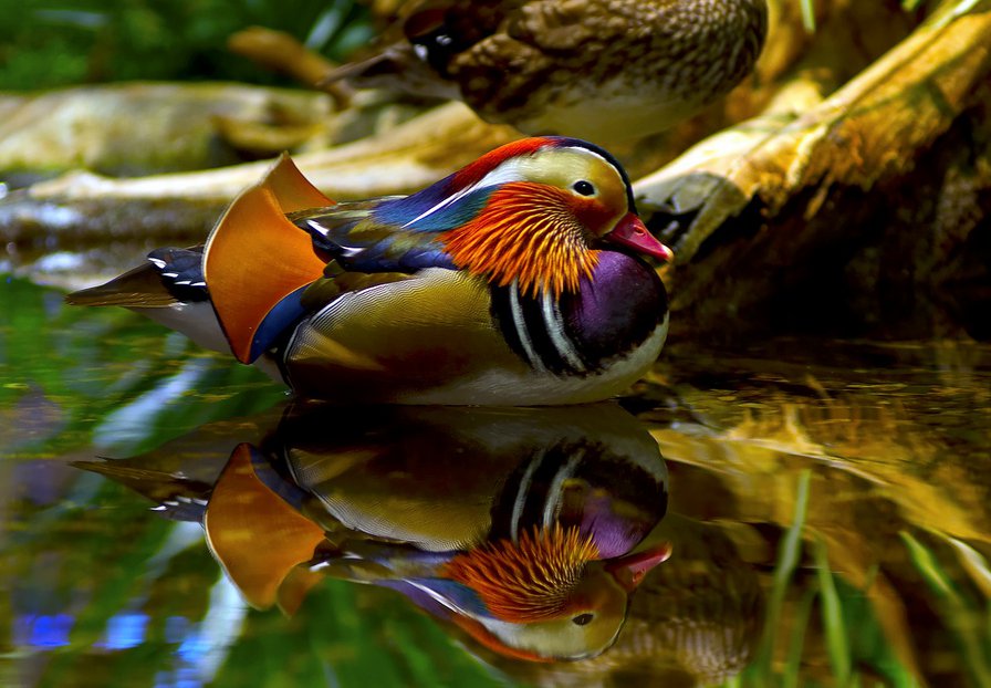 птицы - мандаринка, птицы, уточка - оригинал