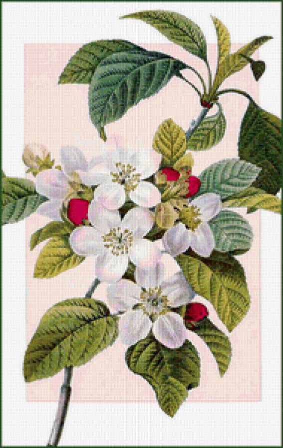 яблоневый цвет - предпросмотр