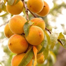 Схема вышивки «фрукты»