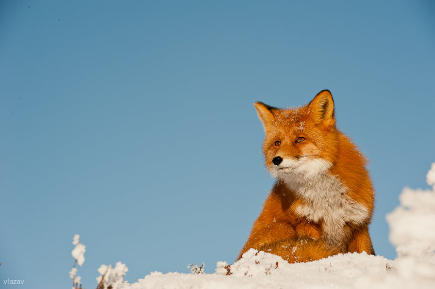 лиса - животные, лиса - оригинал