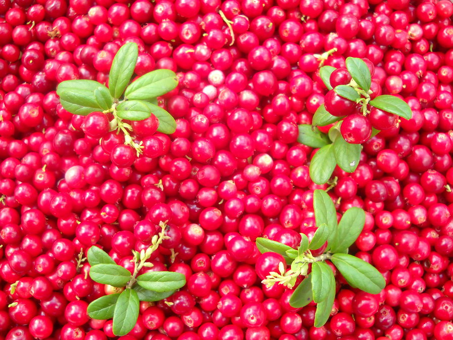 калина - осень, калина, ягоды - оригинал