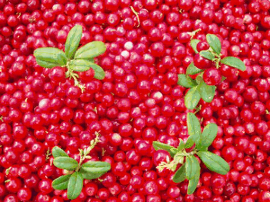 калина - калина, ягоды, осень - предпросмотр