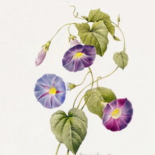 Схема вышивки «вьюнок»