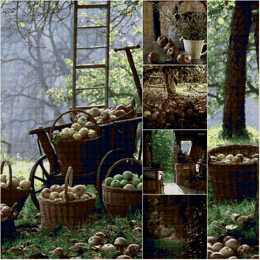 Коллаж - коллаж, яблоня, яблоки, дача, трава, урожай, сарай - предпросмотр