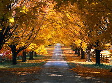 Схема вышивки «золотая осень»