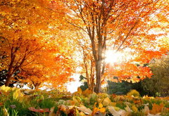 золотая осень - деревья, природа, осень, лес - оригинал