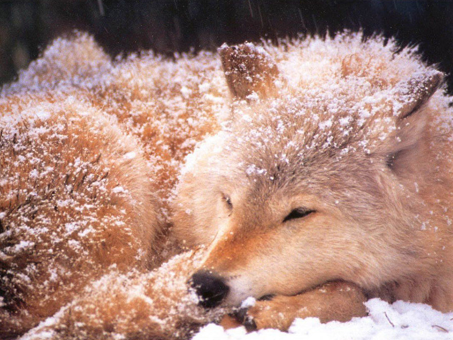 волк1 - волки - оригинал