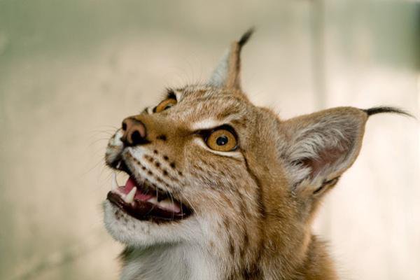 Рысь - рысь - оригинал