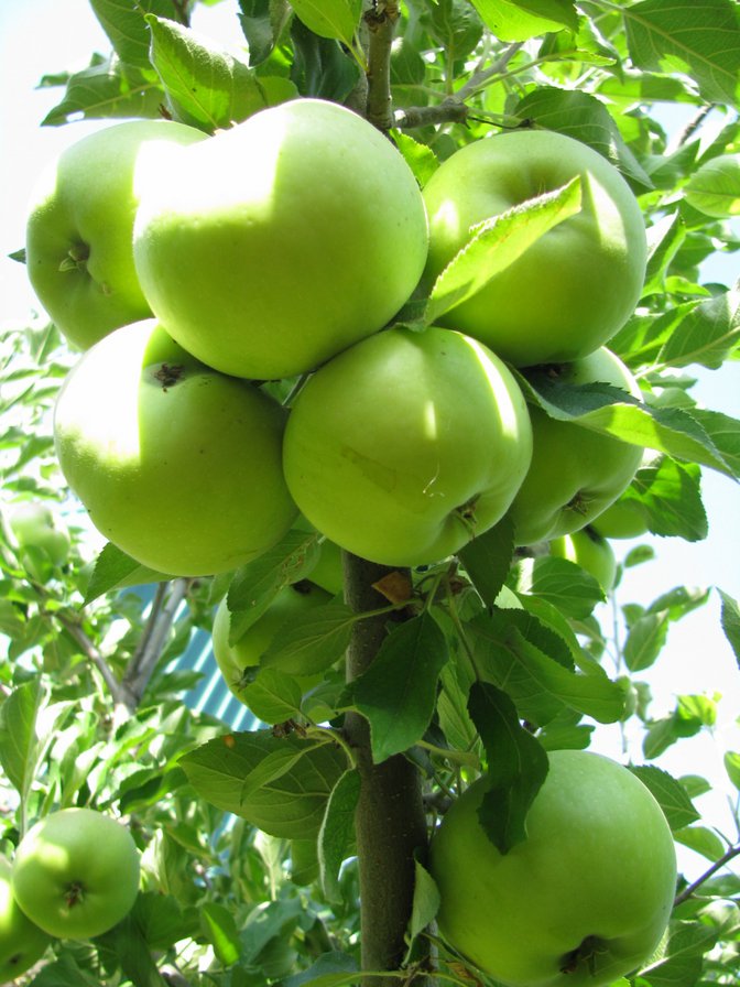 яблочки - яблоки - оригинал