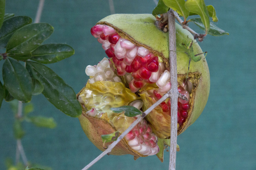 гранат - гранат - оригинал