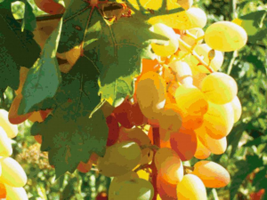 виноград - лето, ягоды, виноград - предпросмотр