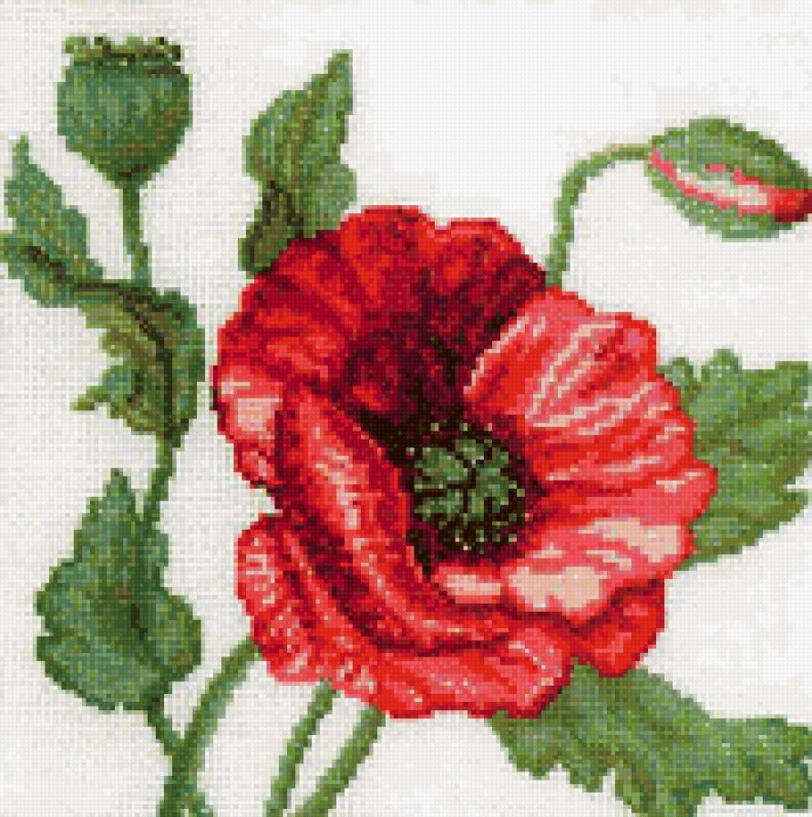 мак - цветы, мак, цветок - предпросмотр