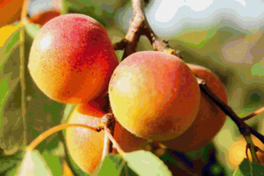 абрикосы - фрукты, лето - предпросмотр