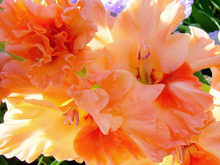 Гладиолус - цветы - оригинал