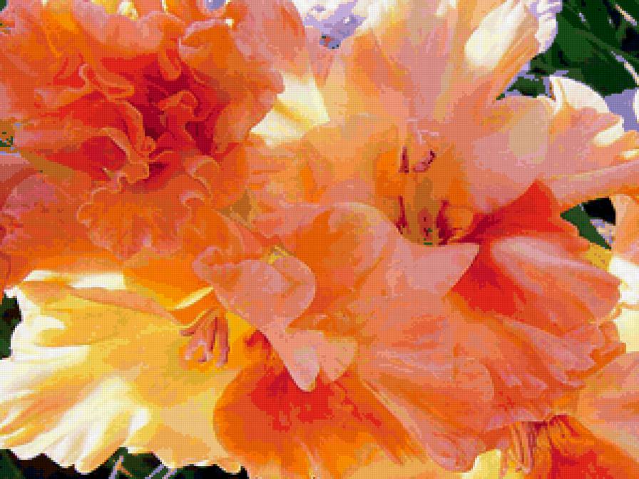 Гладиолус - цветы - предпросмотр