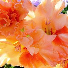 Схема вышивки «Гладиолус»