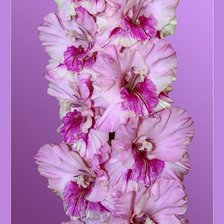 Схема вышивки «Гладиолус»