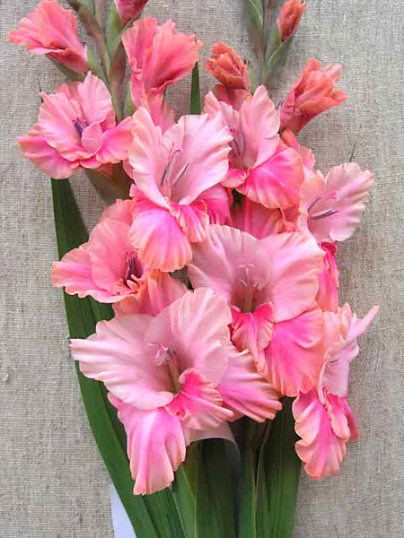 Гладиолус - цветы - оригинал