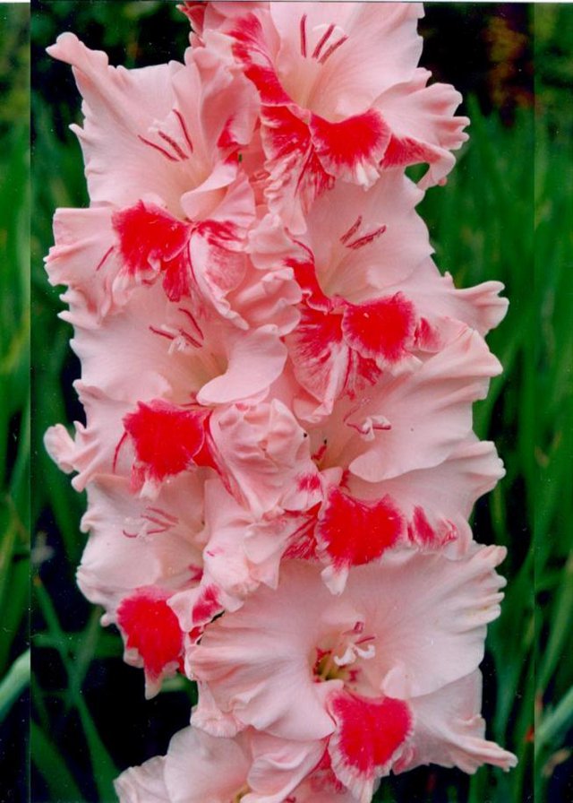 Гладиолус - цветы - оригинал