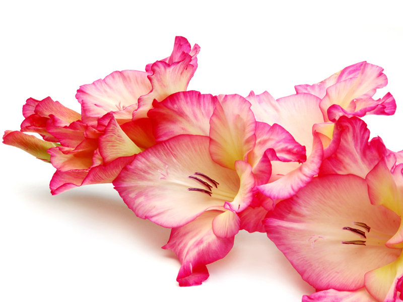 Гладиолус - цветы - оригинал