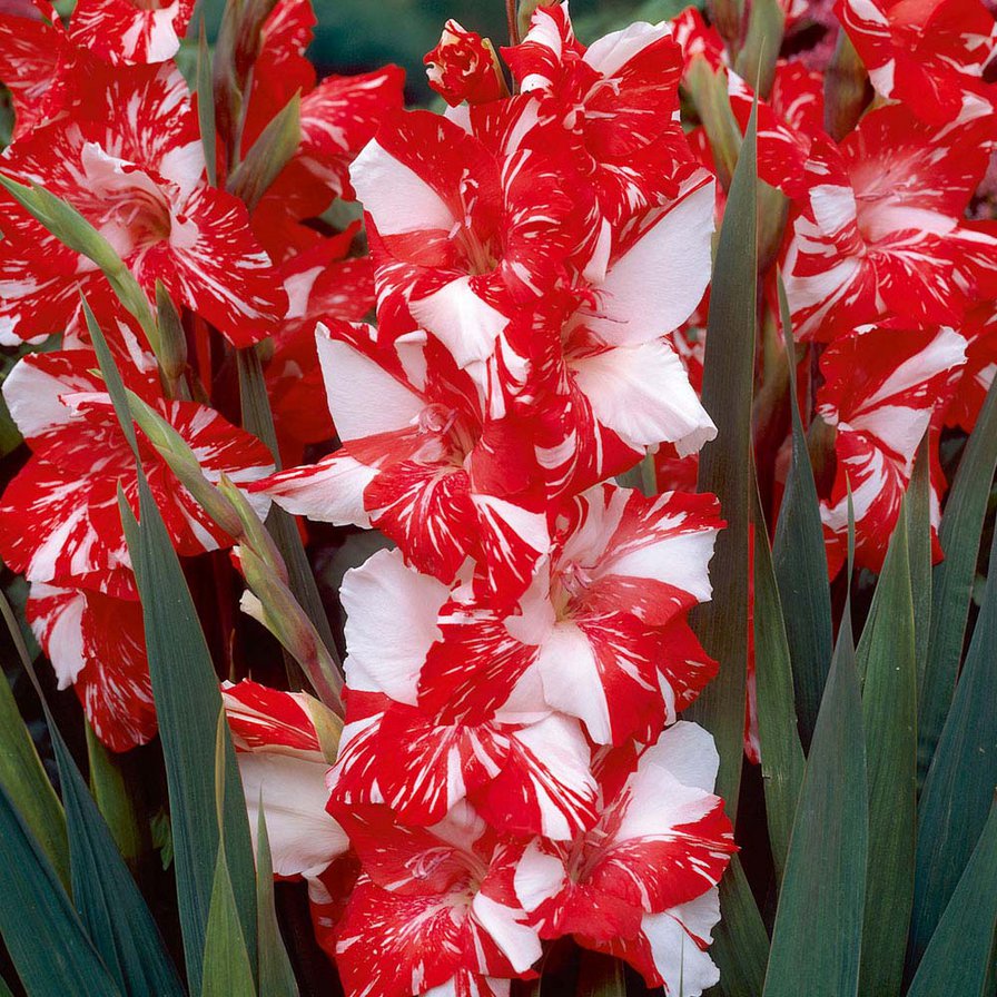 Гладиолус - цветы - оригинал