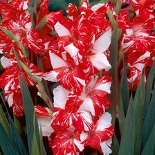 Схема вышивки «Гладиолус»