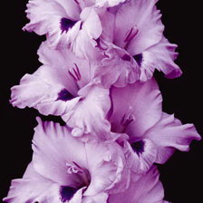 Схема вышивки «Гладиолус»