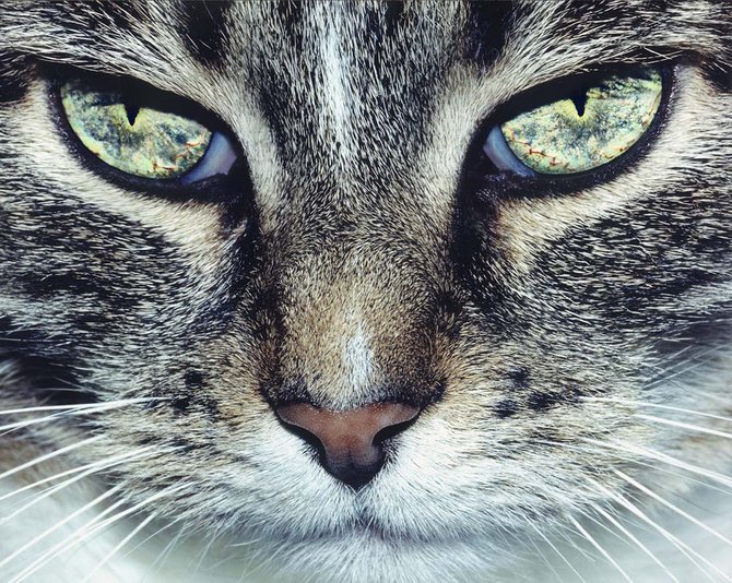 киса - животные, кошки - оригинал