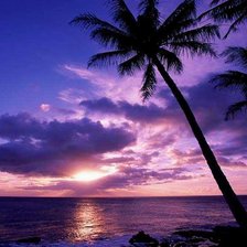 Схема вышивки «пальма»