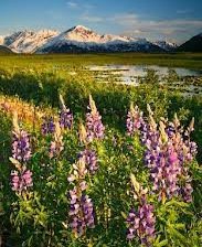 Схема вышивки «№33465»