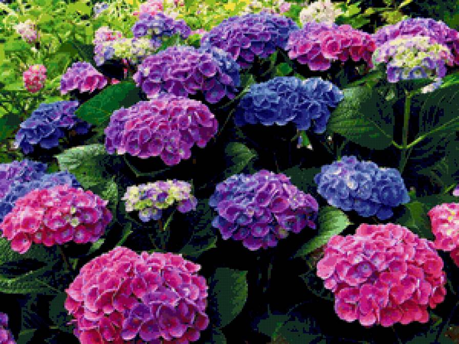 цветы - цветы - предпросмотр