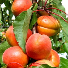 Схема вышивки «абрикосы»