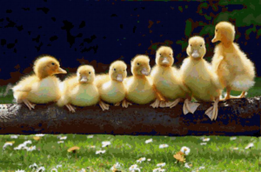 утята - птички, утята - предпросмотр