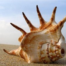 Схема вышивки «раковина»