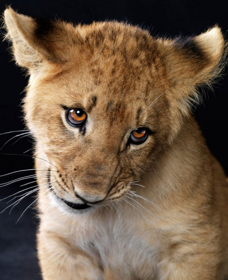 львёнок - львенок, животные - оригинал