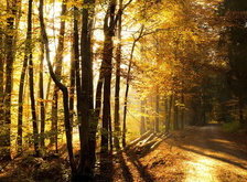 Схема вышивки «осенний пейзаж»