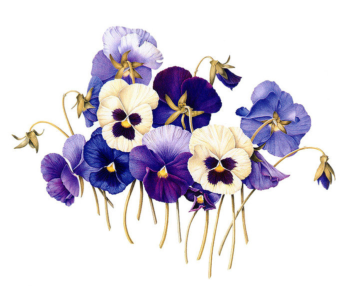 анютки - анютины глазки, цветы - оригинал