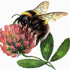 Схема вышивки «Variant 2»