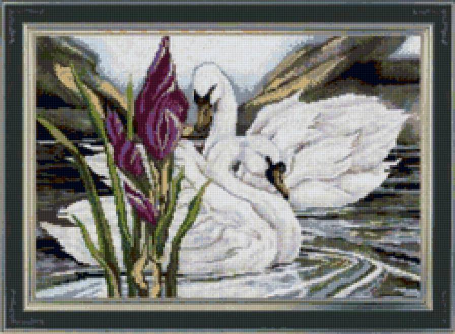 лебеди - лебеди, озеро - предпросмотр