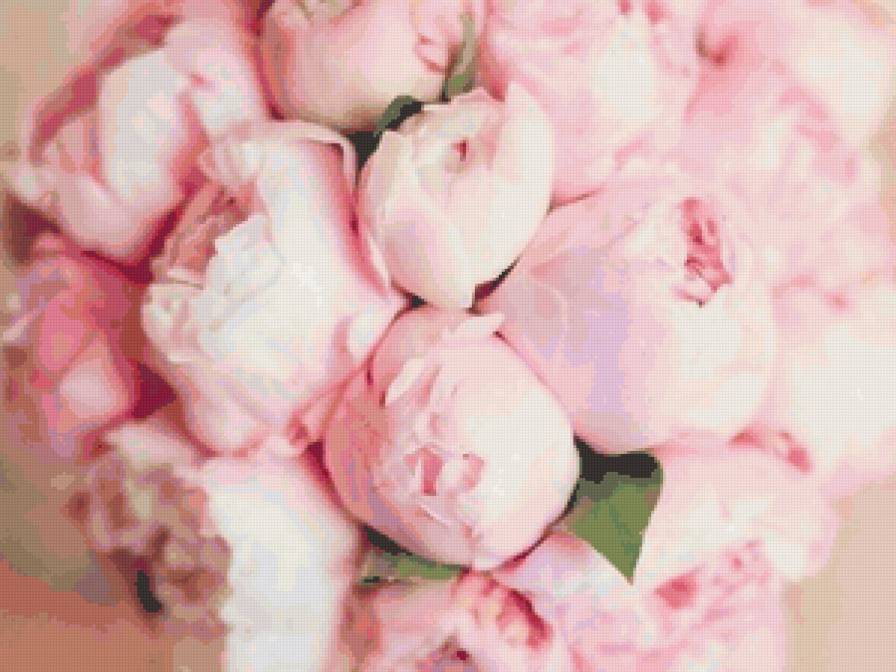 розы - розы, цветы, букет, розовое, красота - предпросмотр