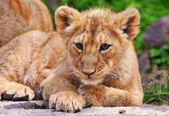 львенок - лев, львенок, звери, животные - оригинал