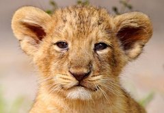 львенок - лев, звери, животные, львенок - оригинал