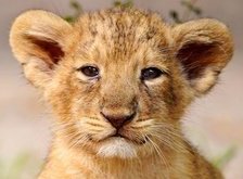 Схема вышивки «львенок»