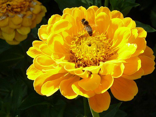 серия Цветы - цветы, природа - оригинал