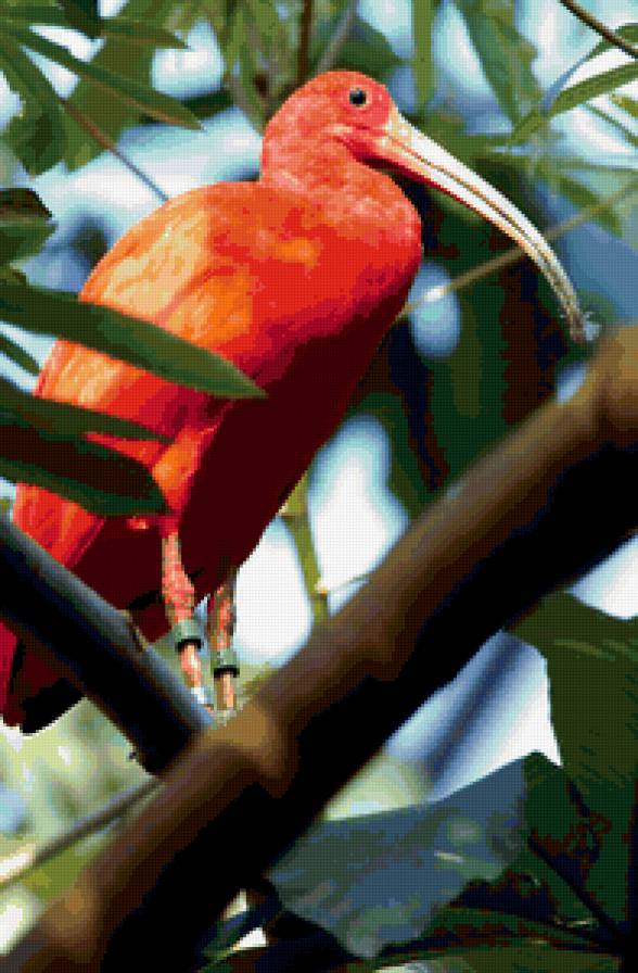 ибис - птица, животный мир, птицы, ибис, фауна - предпросмотр