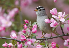 птичка на ветке - птица, птицы, цветок, природа, цветы - оригинал