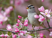 Схема вышивки «птичка на ветке»