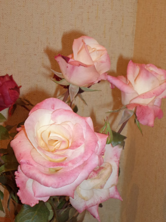 Роза "Принцесса Монако" - розы, цветы - оригинал