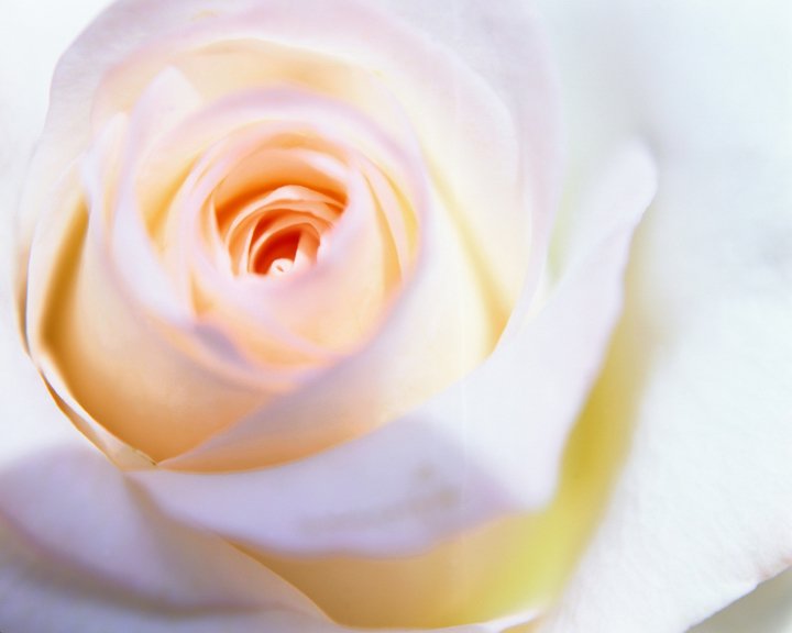 Роза - цветы - оригинал