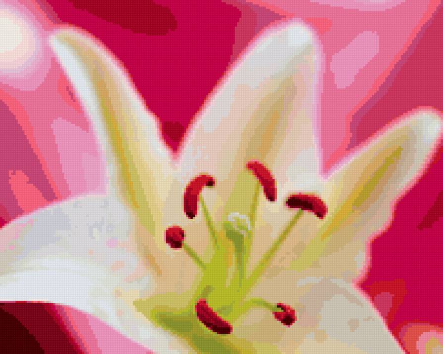 Лилия - цветы - предпросмотр